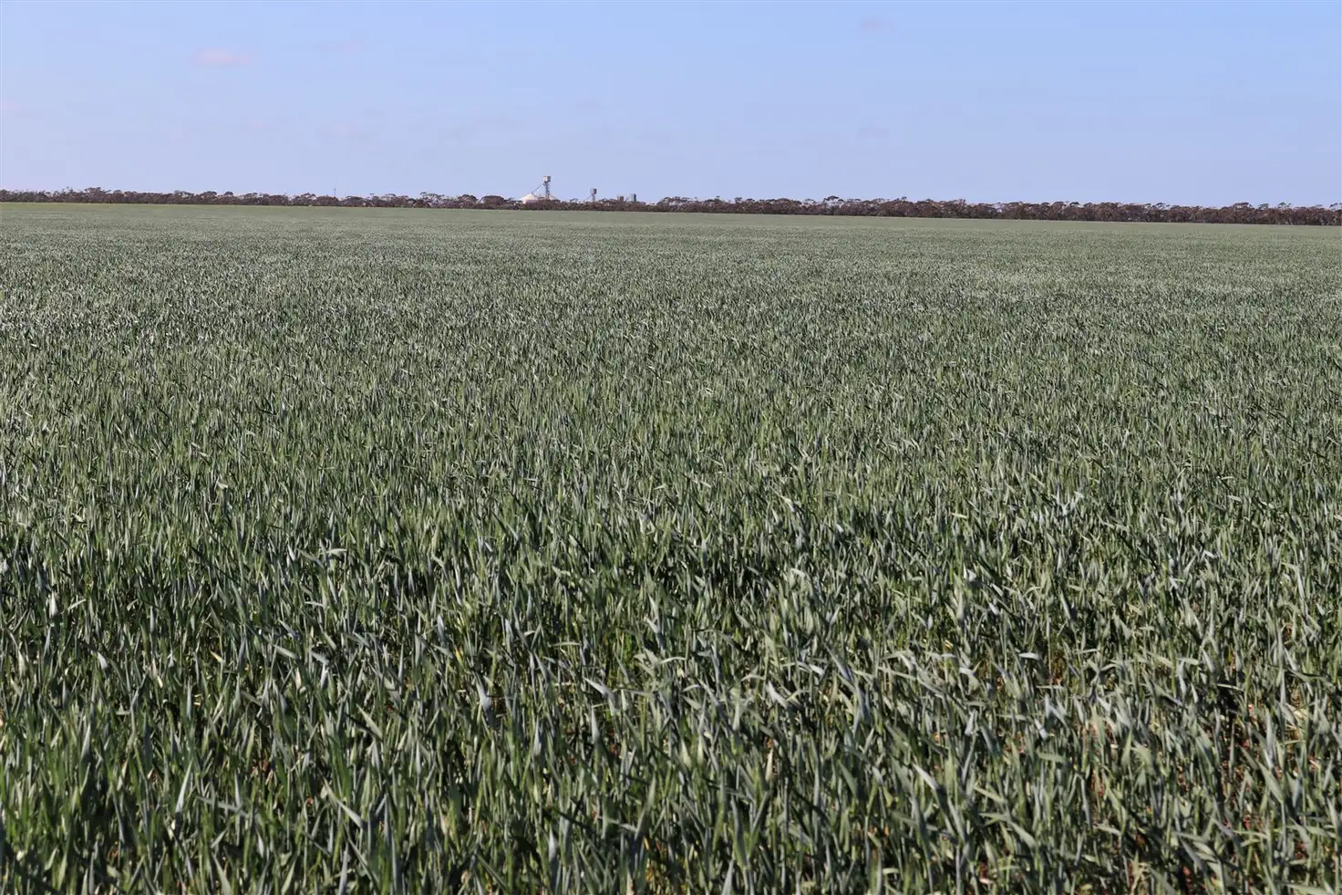 Main view of Homely rural property listing, . Mallee Highway, Manangatang VIC 3546