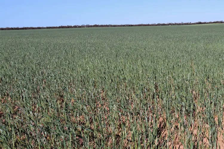 Third view of Homely rural property listing, . Mallee Highway, Manangatang VIC 3546