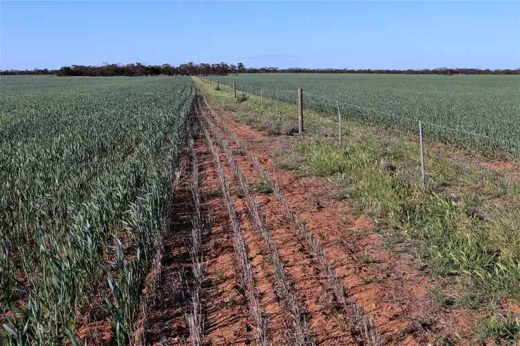 Fourth view of Homely rural property listing, . Mallee Highway, Manangatang VIC 3546