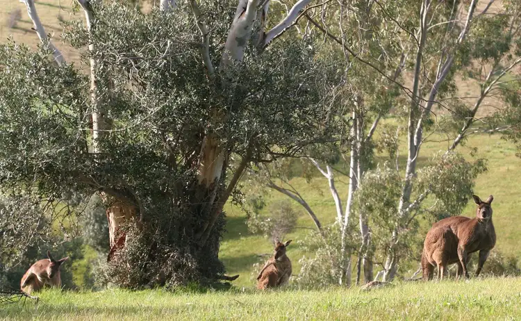 Fourth view of Homely rural property listing, Lot 8 Allendale Rd, Yattalunga SA 5114