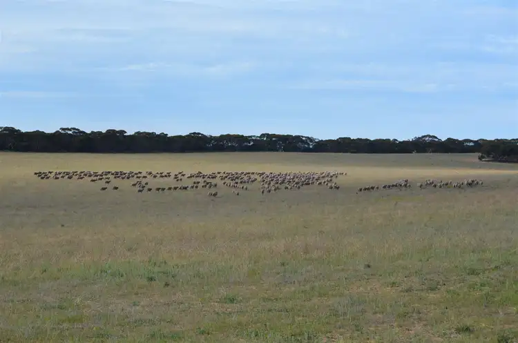 Fifth view of Homely rural property listing, Section 39 Rads Lane, Karoonda SA 5307