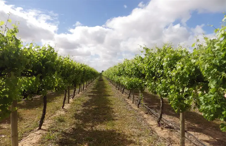 Fourth view of Homely rural property listing, 36,38 & 39 Culgoa Street, Renmark SA 5341