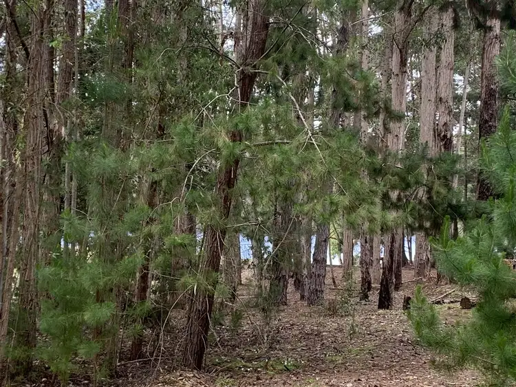 Third view of Homely land listing, 133 Karri Lane, Quinninup WA 6258