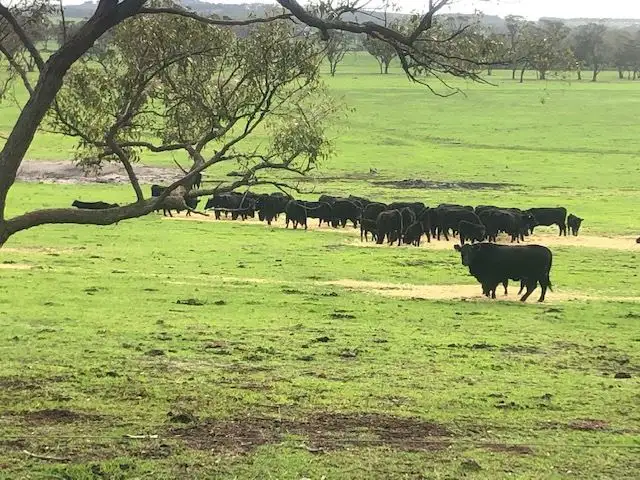 Third view of Homely rural property listing, 17 Halden Road, Porongurup WA 6324