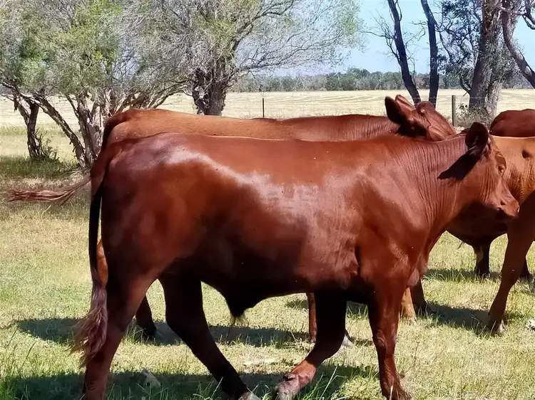 Second view of Homely rural property listing, 481 Gingin Brook Road, Muckenburra WA 6503