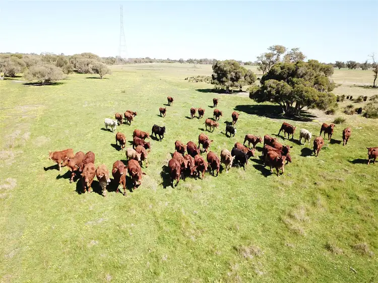 Seventh view of Homely rural property listing, 481 Gingin Brook Road, Muckenburra WA 6503