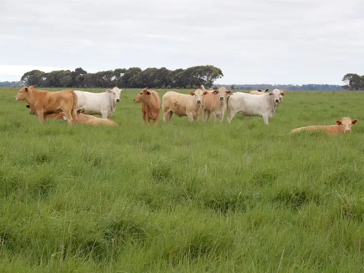 s53 & s232 Conmurra Road, Lucindale SA 5272