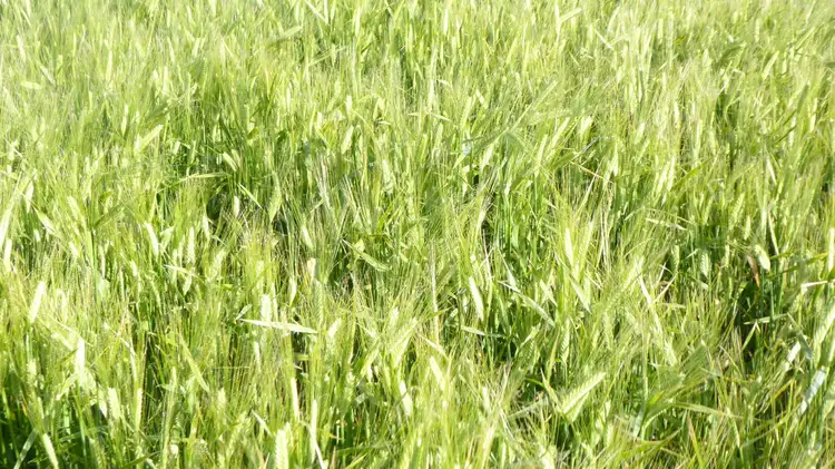 Fourth view of Homely rural property listing, Address available on request