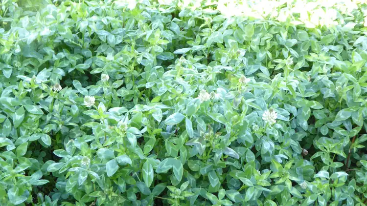 Sixth view of Homely rural property listing, Address available on request