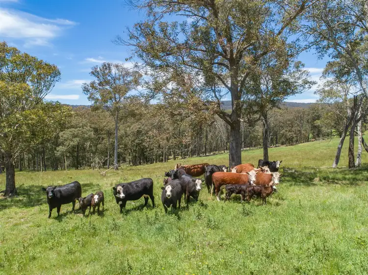 Sixth view of Homely rural property listing, "Glenridge" Porter Camp Rd, Yarrowitch, Walcha NSW 2354