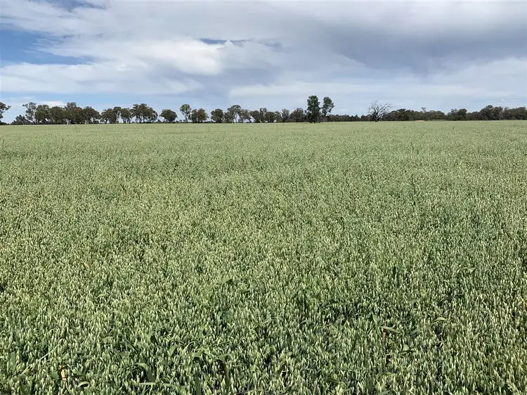 485 Illetts Lane, Yerong Creek NSW 2642