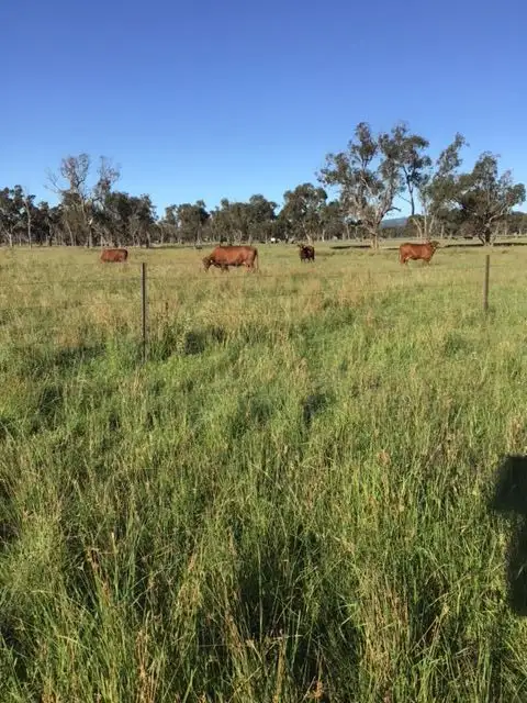 Seventh view of Homely rural property listing, Benbraggie/1176 Nant Park Road, Deepwater NSW 2371