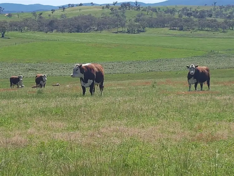 Second view of Homely rural property listing, 1188 Caddigat Road, Adaminaby NSW 2629