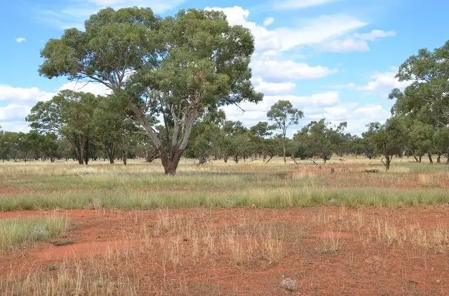 Second view of Homely rural property listing, * Stanifords, Mount Hope NSW 2877