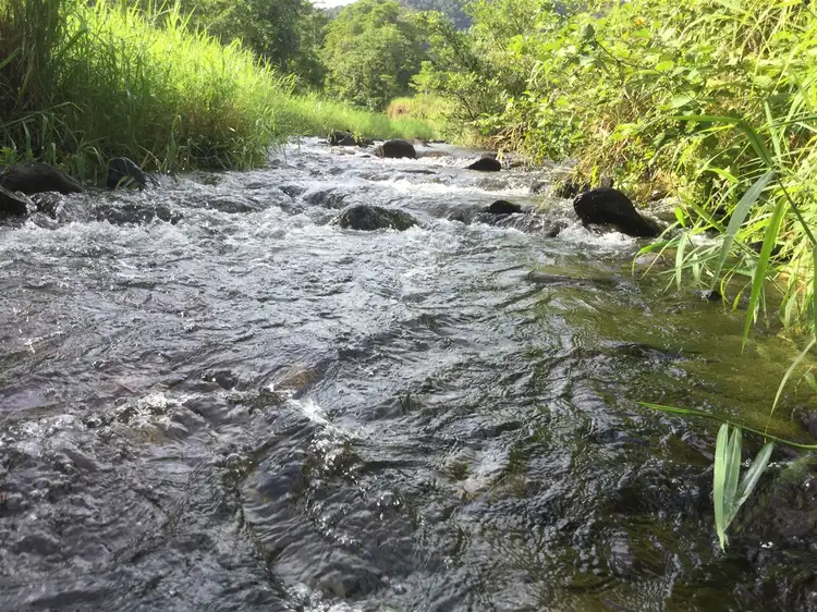 Second view of Homely rural property listing, Lot 125 Sammut Road, Japoonvale QLD 4856