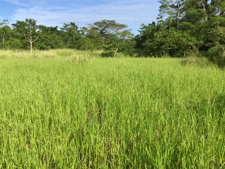 Seventh view of Homely rural property listing, Lot 125 Sammut Road, Japoonvale QLD 4856