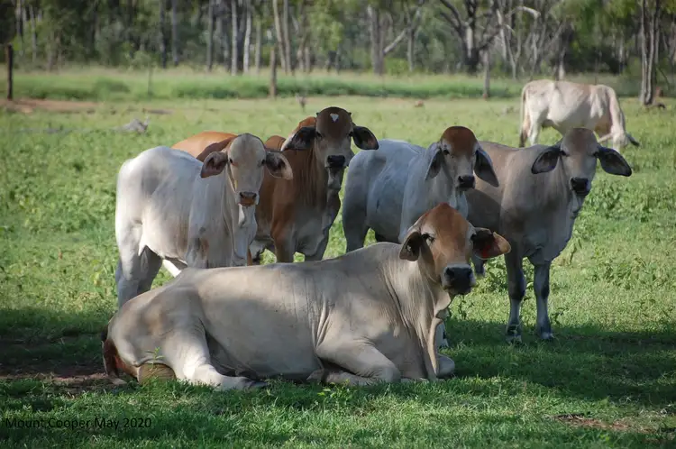 Fifth view of Homely rural property listing, Mount Cooper Station Lornesleigh Road, Seventy Mile QLD 4820
