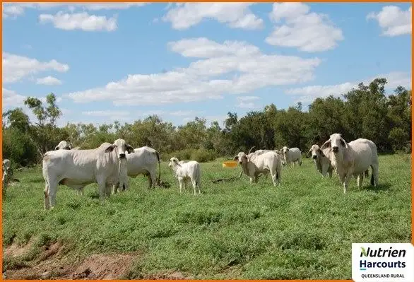 Second view of Homely rural property listing, 0 Landsborough Hwy, Mckinlay QLD 4823