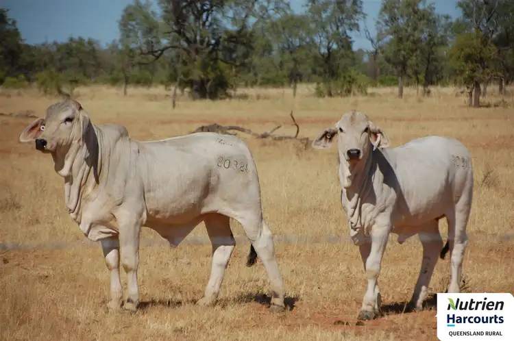 Fifth view of Homely rural property listing, 0 Landsborough Hwy, Mckinlay QLD 4823