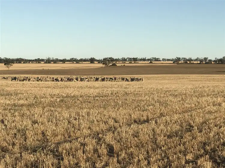 Sixth view of Homely rural property listing, 139 Willamulka Road, Willamulka, Kadina SA 5554