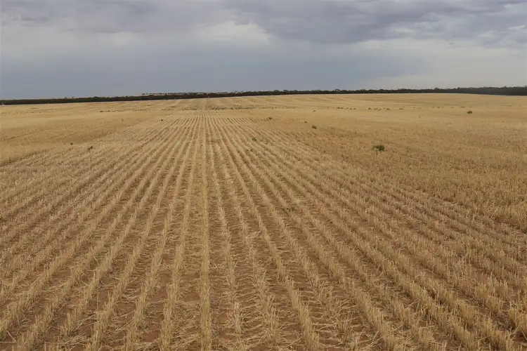 Main view of Homely rural property listing, . Murrayville Nth Road, Murrayville VIC 3512