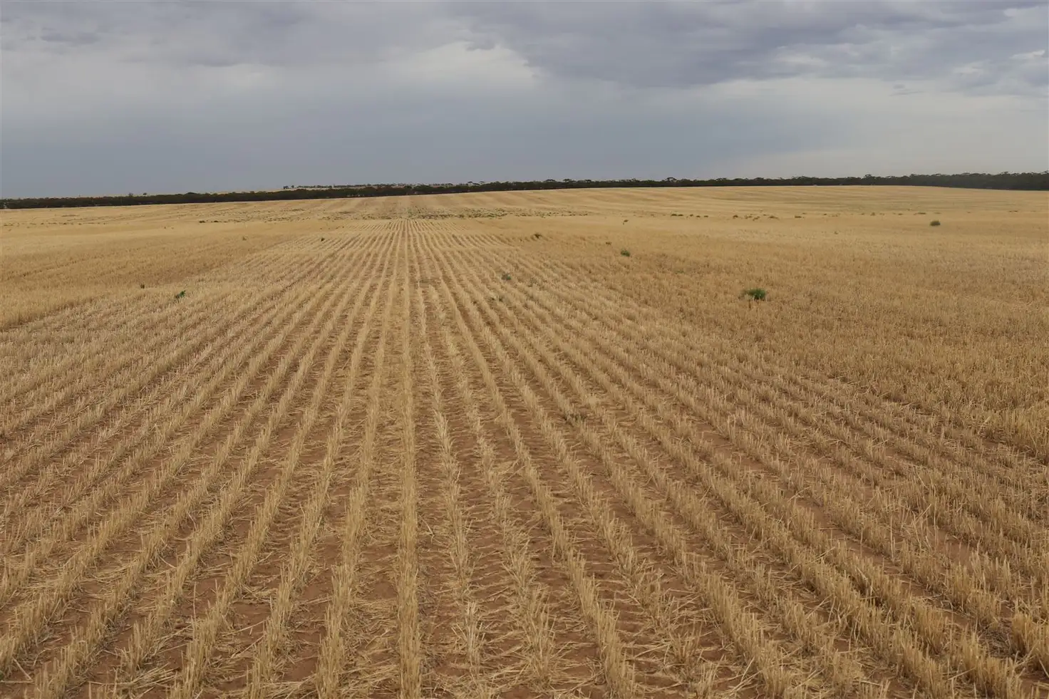 Main view of Homely rural property listing, . Murrayville Nth Road, Murrayville VIC 3512