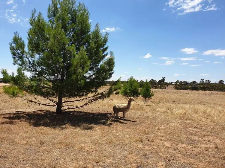 Second view of Homely rural property listing, Lot 52 Bruce Road, Karoonda SA 5307