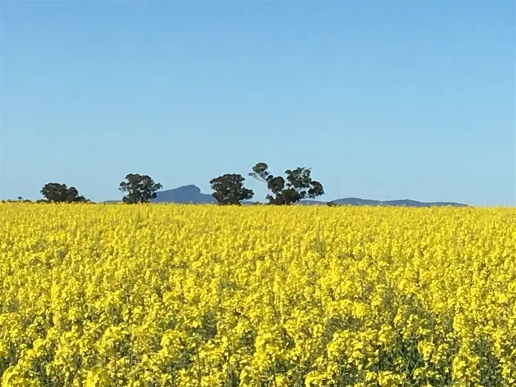 Main view of Homely rural property listing, 'Iowa' 88 Carters Lane, Henty NSW 2658