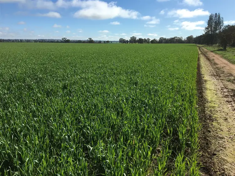 Second view of Homely rural property listing, 'Iowa' 88 Carters Lane, Henty NSW 2658