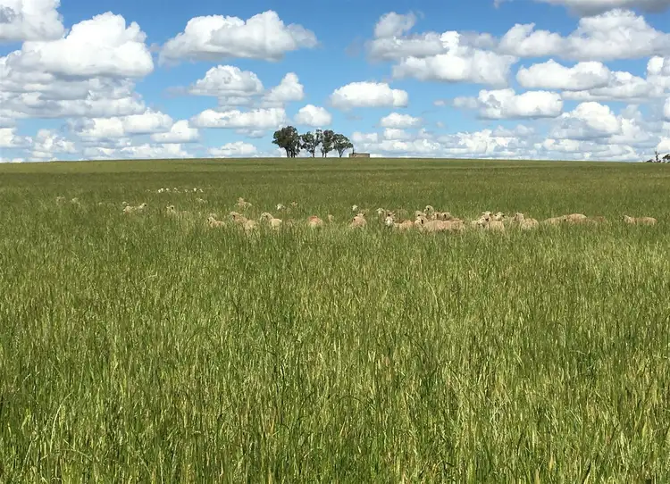 Third view of Homely rural property listing, 'Iowa' 88 Carters Lane, Henty NSW 2658