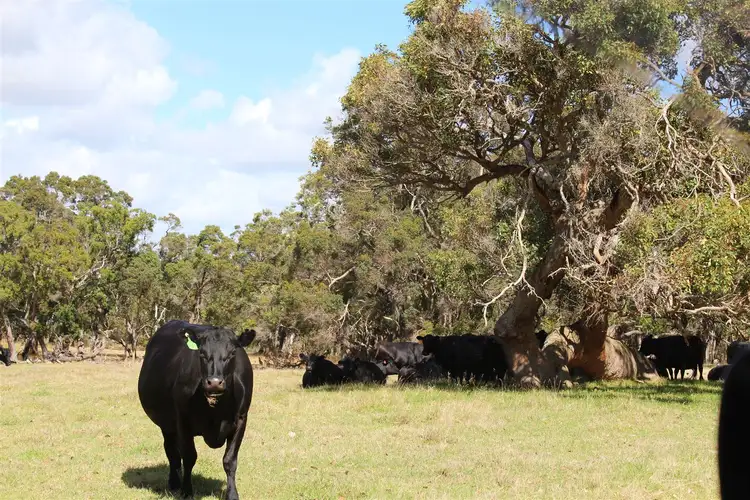 Third view of Homely rural property listing, 76 Mount Boyle Road, Kalgan WA 6330