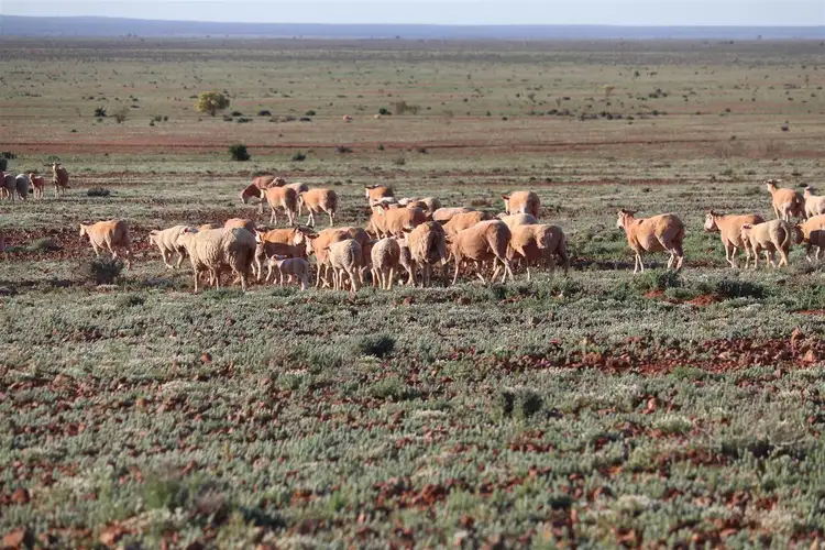 Second view of Homely rural property listing, 13206 Barrier Highway, Broken Hill NSW 2880