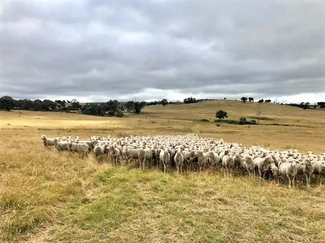 Fourth view of Homely rural property listing, Lot 4/Part 'Beechworth' 60 Beechworth Road Hargraves, Mudgee NSW 2850