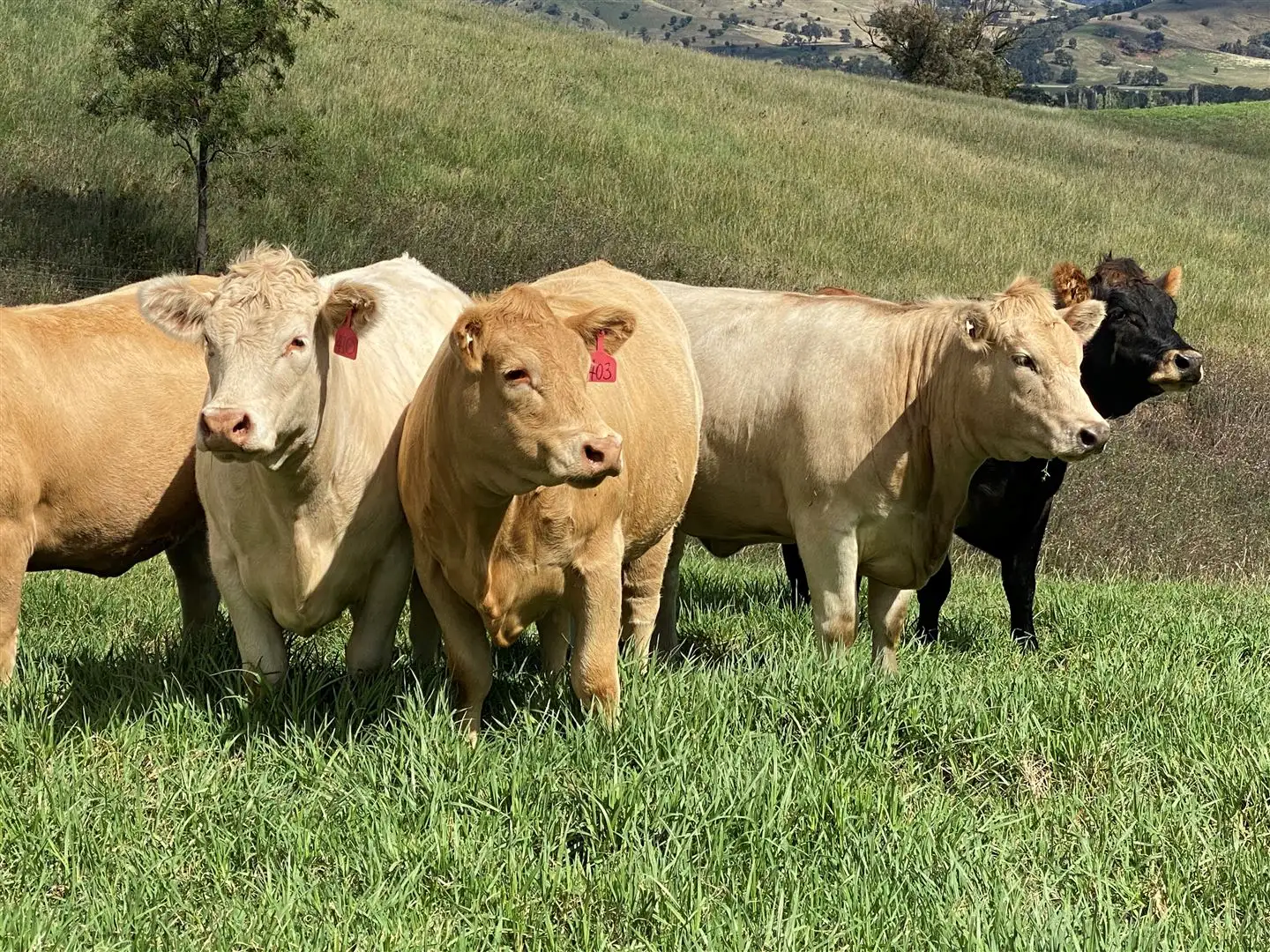 Main view of Homely rural property listing, 'Baldy'/Part 914 Queens Pinch Road, Mudgee NSW 2850