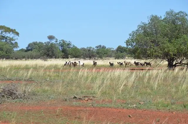 Fifth view of Homely rural property listing, * "Bulgoo" Incorporating "The Meadows", Cobar NSW 2835