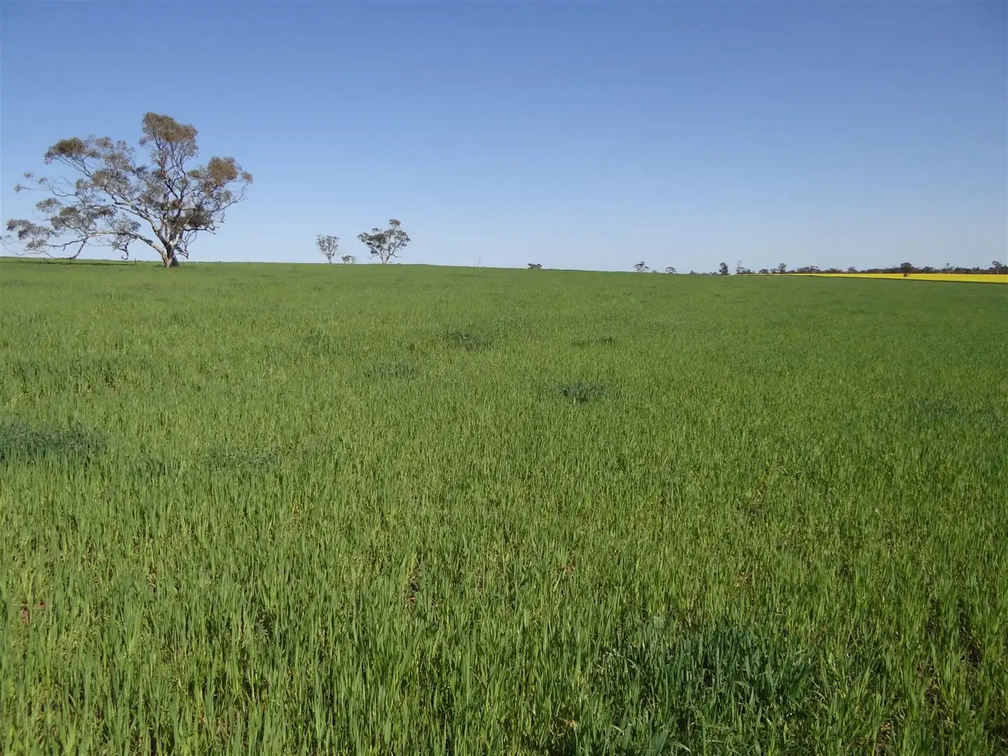 Main view of Homely rural property listing, 97 Serviceton North-Telopea Downs Rd, Serviceton VIC 3420