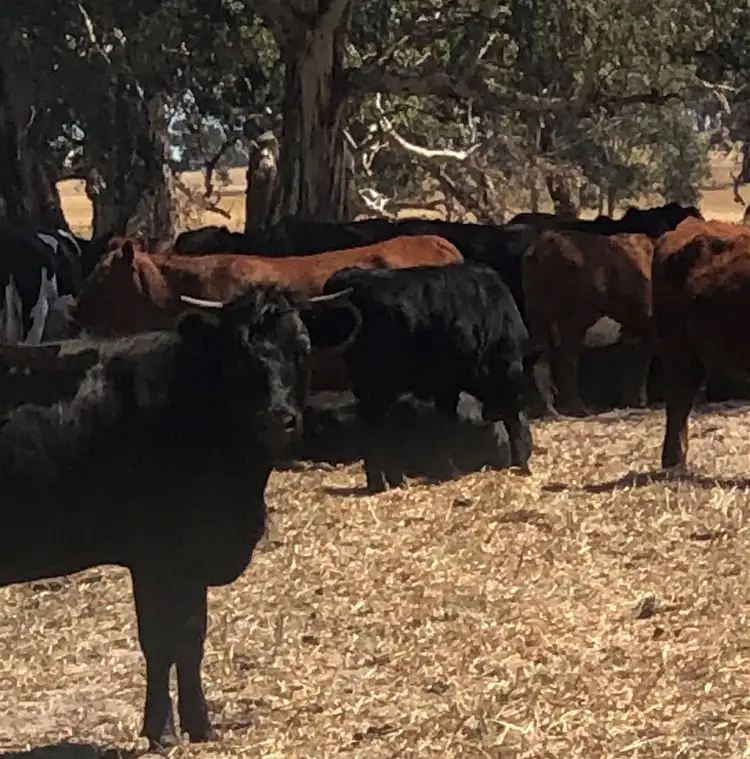 Second view of Homely rural property listing, 97 Serviceton North-Telopea Downs Rd, Serviceton VIC 3420