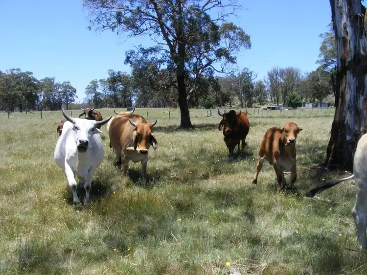 Main view of Homely rural property listing, 530 Donnelly's Road, Shannon Vale via, Glen Innes NSW 2370