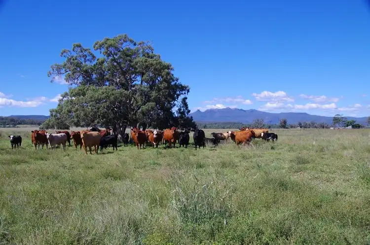 1387 Kaputar Road, Narrabri NSW 2390