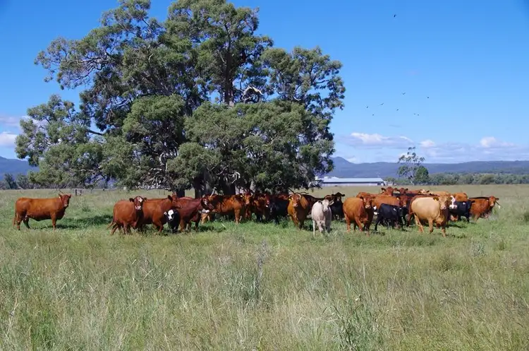 Sixth view of Homely rural property listing, 1387 Kaputar Road, Narrabri NSW 2390