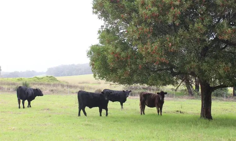 Second view of Homely rural property listing, Lot 202 Mt Richard Road, Nanarup WA 6330