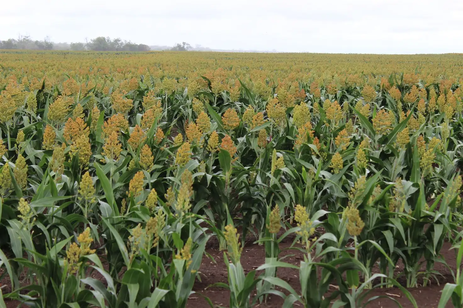 Main view of Homely rural property listing, Address available on request