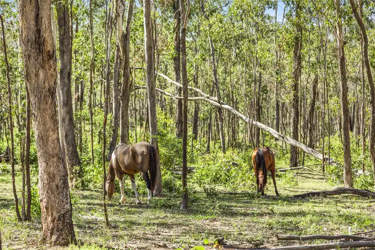 Third view of Homely rural property listing, 896 Murphys Creek Road, Murphys Creek QLD 4352