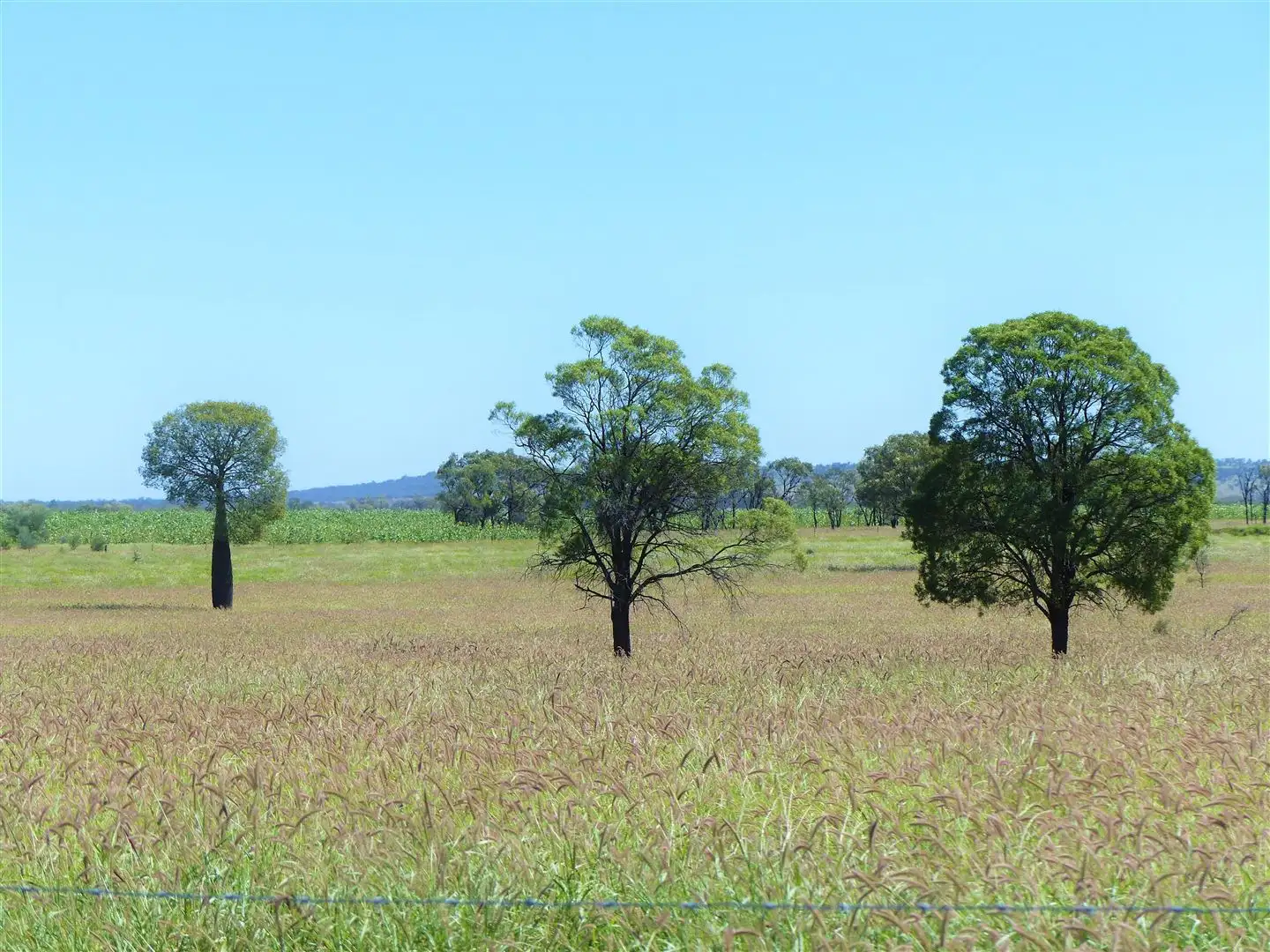 Main view of Homely rural property listing, 500 Well Gully Road "Well Gully", Mitchell QLD 4465