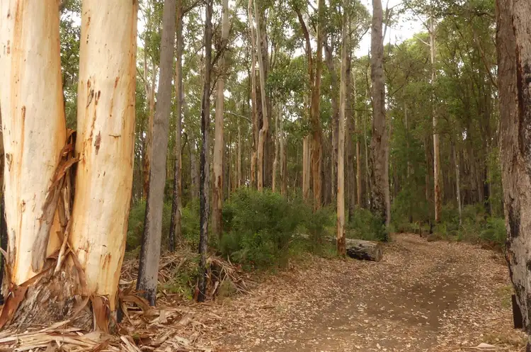 Fifth view of Homely rural property listing, 3164 Wheatley Coast Road (Crowea), Northcliffe WA 6262