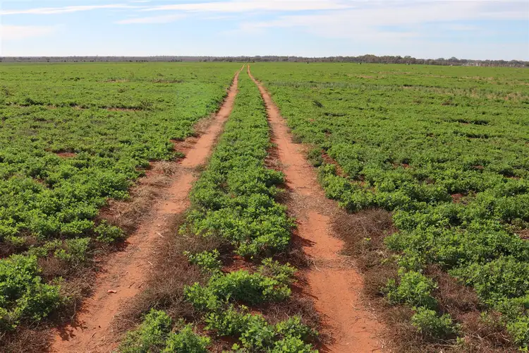 Sixth view of Homely rural property listing, 340 Wilcannia Road West, Menindee NSW 2879