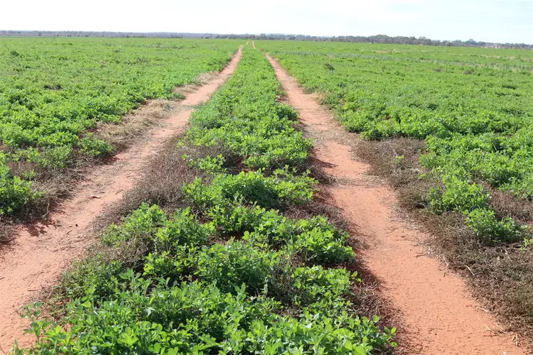 Seventh view of Homely rural property listing, 340 Wilcannia Road West, Menindee NSW 2879
