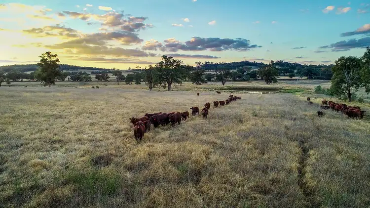 Fifth view of Homely rural property listing, ‘Iona’ Gollan road, Mudgee NSW 2850