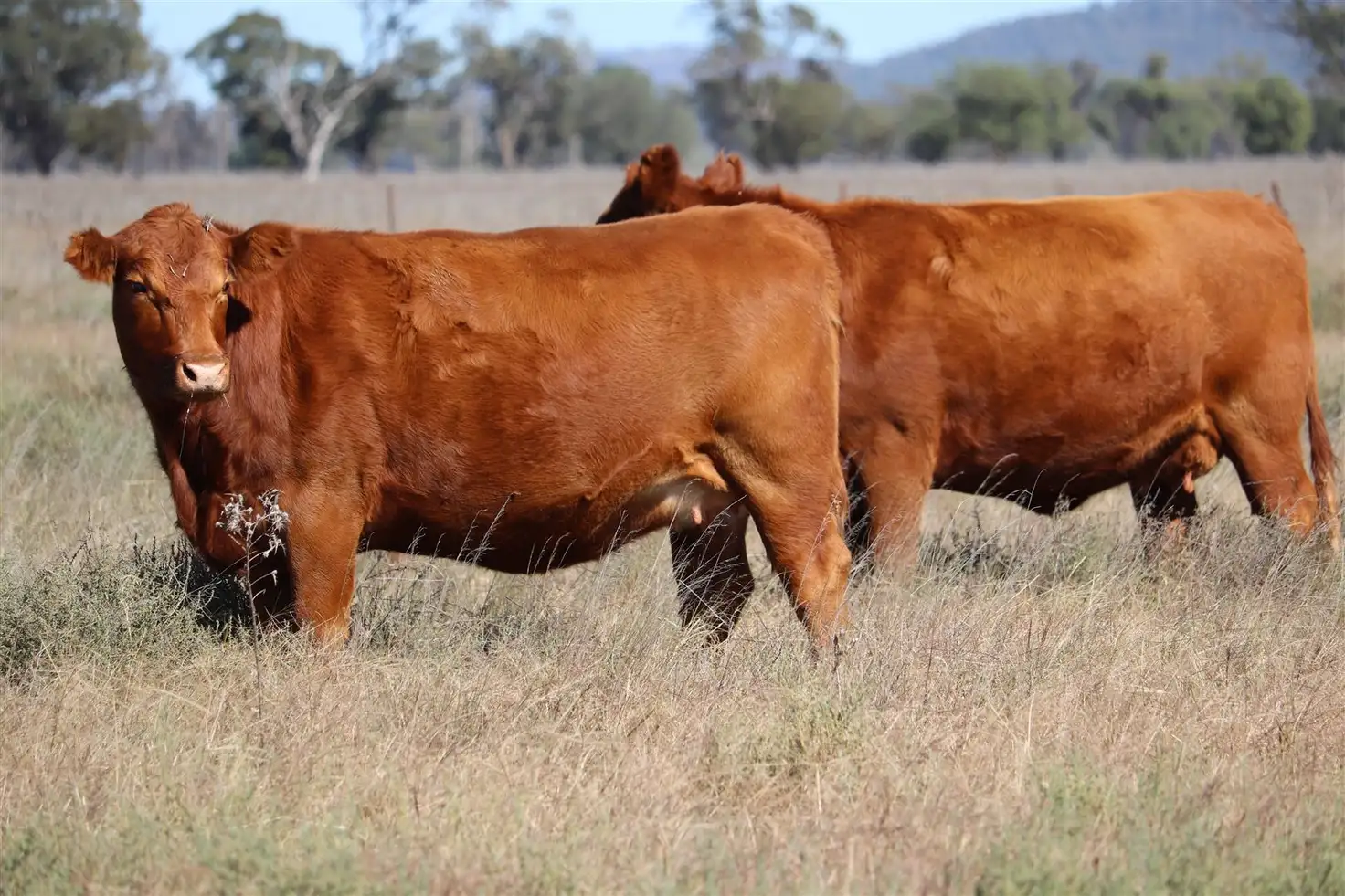 Main view of Homely rural property listing, Address available on request