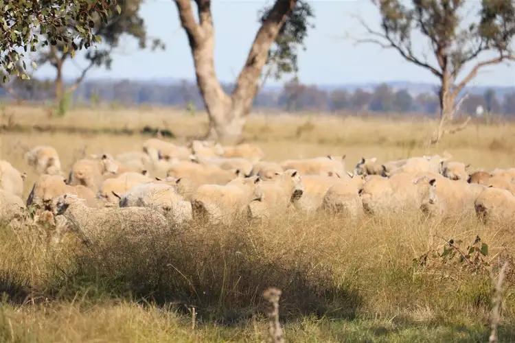 Fifth view of Homely rural property listing, Address available on request